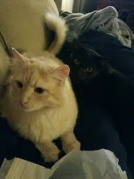 Cuteness of the day during deadline