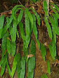 Image result for Oleandra