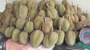 ลุงวัย 61 ปี เกษตรกรชาวสวนทุเรียน จ.ตราด สุดเจ๋ง! à¹ƒà¸™à¸›à¸£à¸°à¹€à¸—à¸¨ à¹à¸« à¸ˆà¸­à¸‡à¸š à¸•à¸£à¸„ à¸§ à¸š à¸Ÿà¹€à¸Ÿ à¸• à¸— à¹€à¸£ à¸¢à¸™à¸«à¸¡à¸­à¸™à¸—à¸­à¸‡ à¸­ à¸¡à¸¥à¸°199à¸šà¸²à¸—à¸— à¹„à¸Šà¸™ à¸²à¸—à¸²à¸§à¸™ à¸¨à¸²à¸¥à¸²à¸¢à¸²