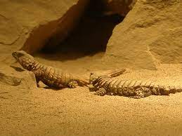 The species is endemic to desert areas along the western coast of south africa. Armadillo Girdled Lizard Wikipedia