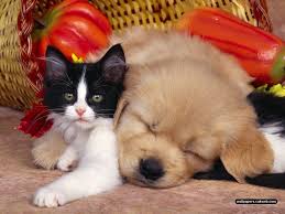 Astounding Funny Cats And Dogs Pictures Together Together With Funny Pictures Of Cats And Dogs Together Cute Cats And Dogs Dog Cat Pictures Cute Dogs Breeds