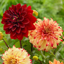 Image result for Dahlia x pinnata `Redskin`