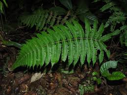 Image result for Pneumatopteris unita