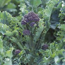 We did not find results for: Sprouting Broccoli Claret F1 Plants From Mr Fothergills Seeds And Plants