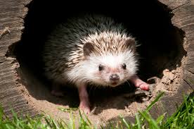 Das ist normal und findet auch wetterunabhängig statt. Igel Im Winterschlaf So Helft Ihr Igeln Beim Uberwintern