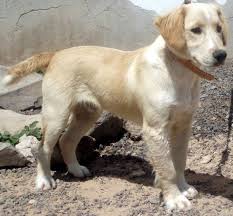 Cocker spaniel lab this size is full grown looking into this. Cocker Spaniel Labrador Mischling Hopfen Insel Rude Zuhause Gefunden Tierhilfe Fuerteventura E V Happy Ends Archiv Von Zergportal De