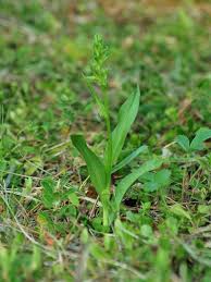 Image result for Ozoroa viridis