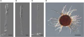 Image result for Acalypha brachystachya