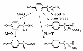 Gehören sie auch zu den menschen, die nach dem genuss von wein biogene amine werden natürlich in unserem körper produziert und üben wichtige funktionen aus. Https Publishup Uni Potsdam De Opus4 Ubp Files 1441 Krach Diss Pdf