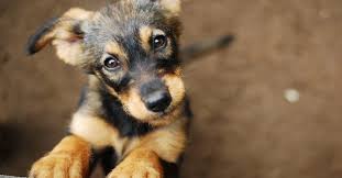 A simple extraction can be as little as $10 to $15. How Much Does A Dog Cost