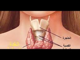 اضرار الغدة الدرقية فائدة الغدة الدراقية فى الجسم واضراره كيف