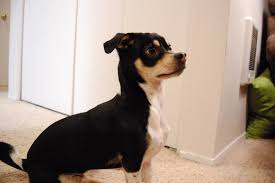 Also known as a chiweenie, this hybrid breed may be small, but that little body holds a brave heart. Pin On All Things Animals