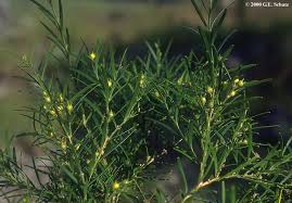 Image result for Buxaceae