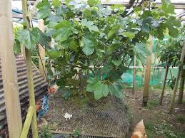 Propagating and pruning is messy a less reliable but additional option to propagate a rubber tree friend is taking that cutting and and one more question: How To Grow Figs Suffolk Fruit And Trees The Fruit Tree Specialists