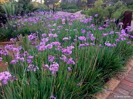 Image result for Tulbaghia alliacea