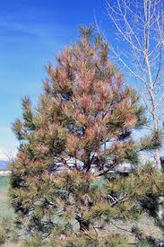 Posted on june 3, 2021. Winter Drying Is A Likely Cause Of Brown Pine Needles Extension