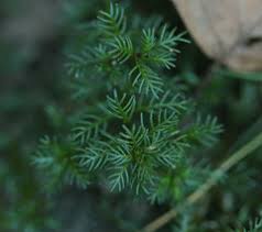 Image result for Haloragaceae