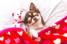Dog photos dog pictures valentines day dog funny valentine dog calendar training your dog training tips. If You Gave Your Dog A Valentine Today You Re Not Alone