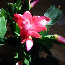 Christmas cactus plants are very similar to thanksgiving cactus; Holiday Cacti Umn Extension