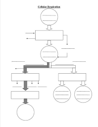 Biochemical Pathway Of Cell Respiration Flow Chart Elegant 1energy T Pelosi Of 52 Fresh Biochemical Pat Cellular Respiration Biology Worksheet Cell Respiration