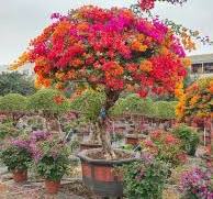 Bougainvillea Spectabilis Bonsai Live Plants - Bougainvillea ...