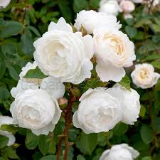 Check spelling or type a new query. Desdemona