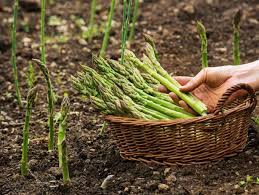 Asparagus varieties are available in two color options: How To Grow Asparagus From Seed Hgtv