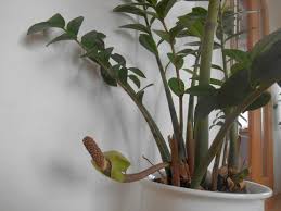 Image result for Zamiokulkas Zamioculcas