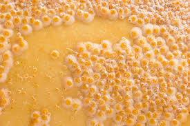 Image result for pseudomonas savastanoi pv nerii oleander symptoms