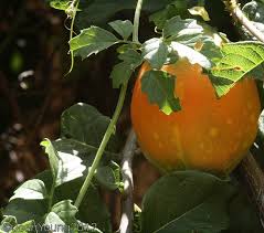 Image result for Momordica cardiospermoides