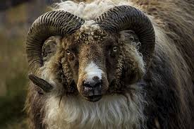 Icelandic Ram Explored Fluffy Animals Pet Birds Animal Photography