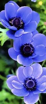 Beautiful Anemone A1 Pictures Blauwe Bloemen Bloemen Prachtige Bloemen