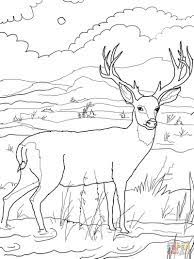 This page contains of deer pictures and printable coloring pages. Pin On Coloring Pages