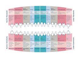 So Beeinflusst Die Zahngesundheit Unseren Korper