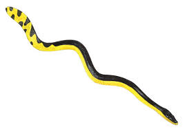 For many years, it was placed in the monotypic genus pelamis, but recent molecular evidence indicates it lies within the genus hydrophis. Adw Pelamis Platura Information