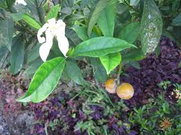 Image result for Tabernaemontana pachysiphon