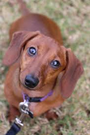Our Sweet Chloe Red Short Haired Dachshund Doxie Weiner Dog Hound Burrow Dog Short Legged Dog Dachshun Dachshund Puppy Miniature Weenie Dogs Weiner Dog