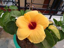 The online flower shop of kapruka to say the least is enticing; 12 Best Summer Flowers In India March To April Seed Sowing