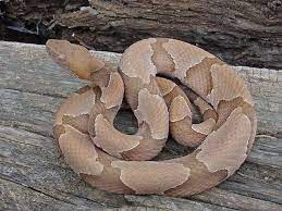 Identify Poisonous Snakes Southern Google Search Copperhead Poisonous Snakes Snake Cute Snake