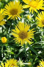 Image result for Inula