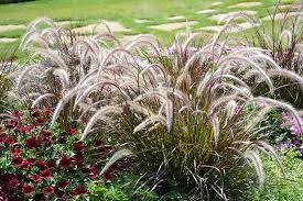 Get directions, reviews and information for tagawa gardens in centennial, co. Fountain Grass Pennisetum Setaceum At Tagawa Gardens Fountain Grass Low Water Gardening Pennisetum Setaceum