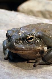 Maybe you would like to learn more about one of these? Download Wallpaper 800x1200 Toad Frog Stone Iphone 4s 4 For Parallax Hd Background