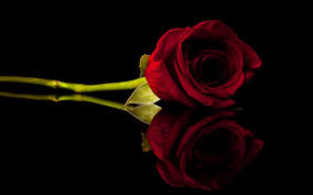 Jun 01, 2021 · desktop wallpaper calendar — june 2021 — free to download leave a reply june is the sixth month of the year in the julian and gregorian calendars, the second of four months to have a length of 30 days, and the third of five months to have a length of less than 31 days. Red Rose Desktop Backgrounds Wallpaper Hd Pixelstalk Net
