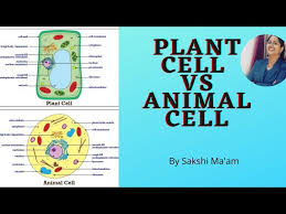 We did not find results for: Difference Between Plant Cell And Animal Cell Biology Science The Learning Junction Youtube