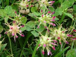 Image result for Trifolium spumosum