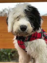 Black And White English Sheepdog Cute Black And White Puppy Caes