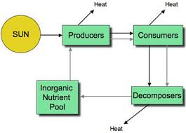 The Habitable Planet Unit 4 Ecosystems Online Textbook