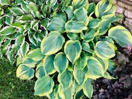 Boil a second time for half an hour, drain the water. Backyard Garden Series Archives Cindy Goes Beyond