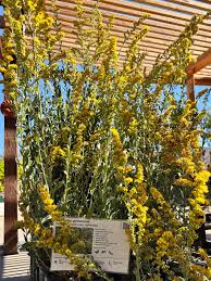 Image result for Sophora velutina