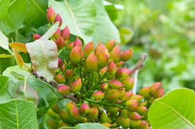 Pistachio Tree for Sale - Buying & Growing Guide - Trees.com